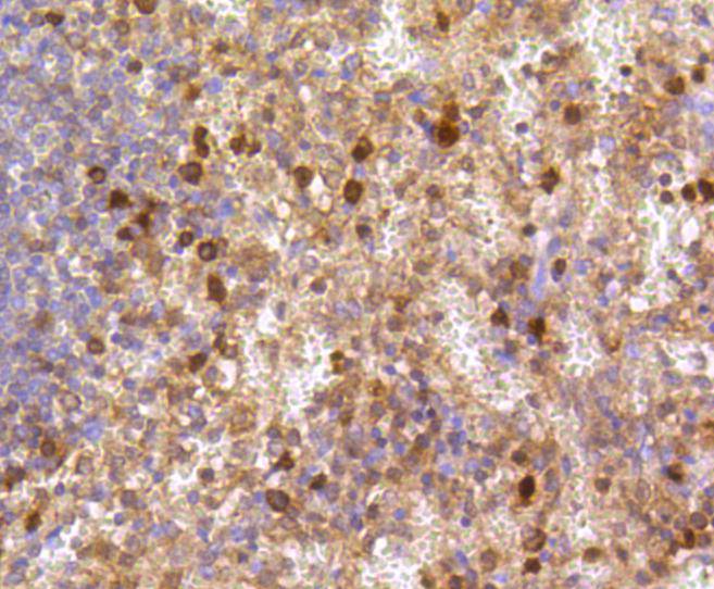 Caspase-3 Rabbit mAb