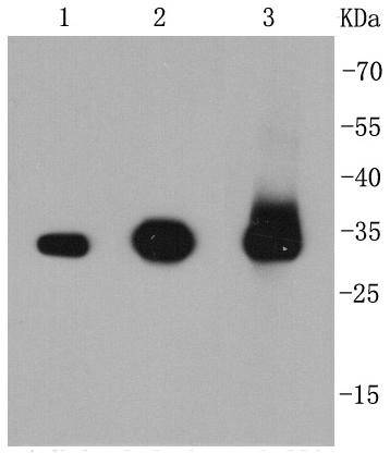 Caspase-3 Rabbit mAb