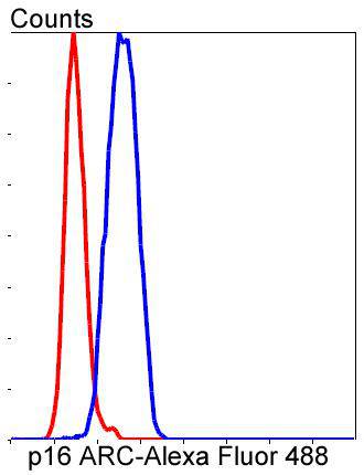p16 ARC Rabbit mAb