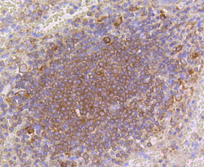 p16 ARC Rabbit mAb