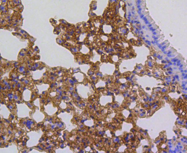 p16 ARC Rabbit mAb