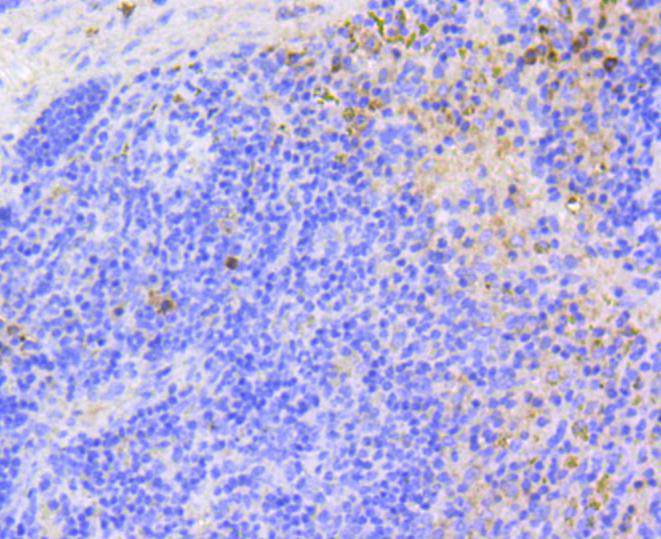p16 ARC Rabbit mAb