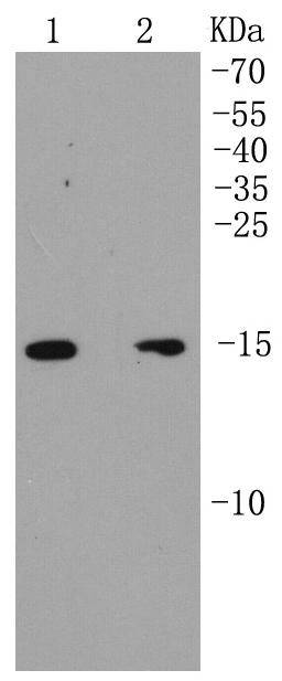 p16 ARC Rabbit mAb
