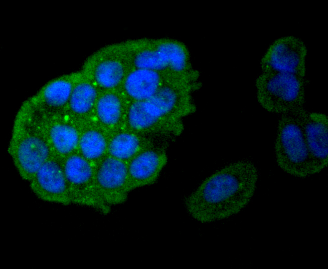 Caspase-8 Rabbit mAb
