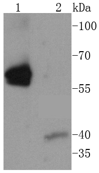 Caspase-8 Rabbit mAb