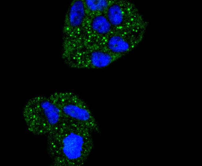 IKB alpha Rabbit mAb