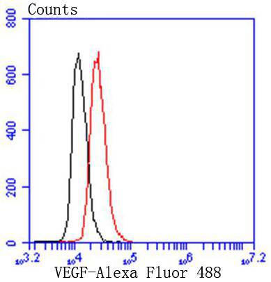 VEGF Rabbit mAb