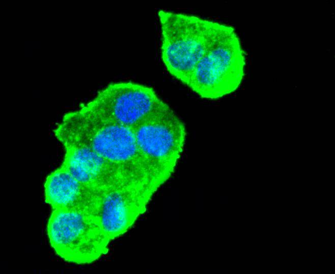 VEGF Rabbit mAb