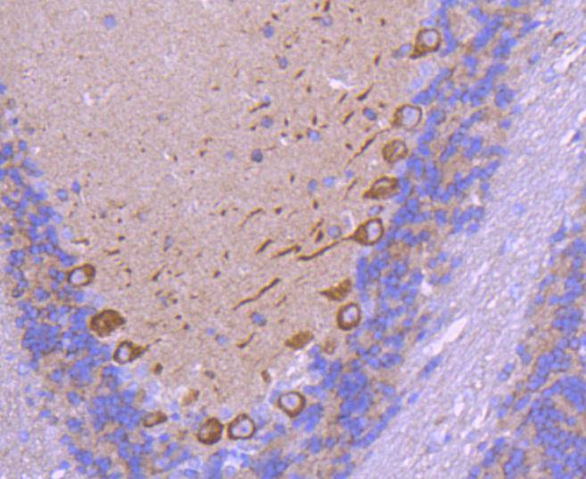 VEGF Rabbit mAb