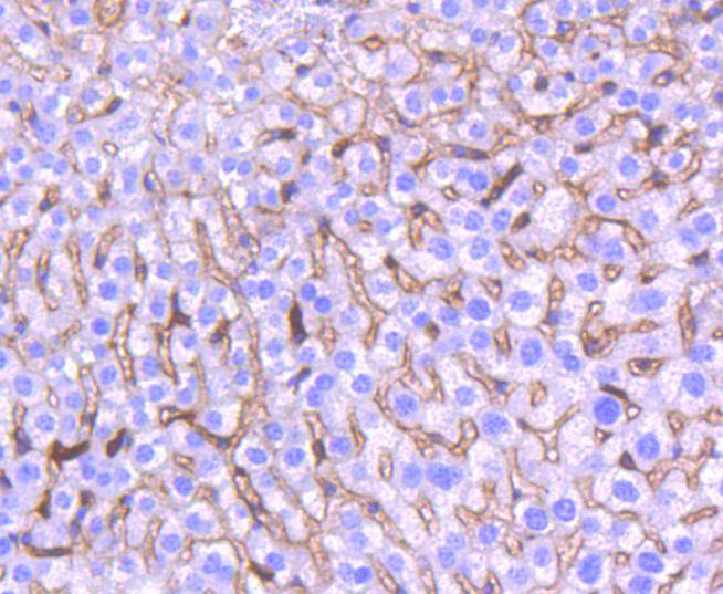 Heme Oxygenase 1(HO-1) Rabbit mAb