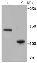 SHIP Rabbit mAb