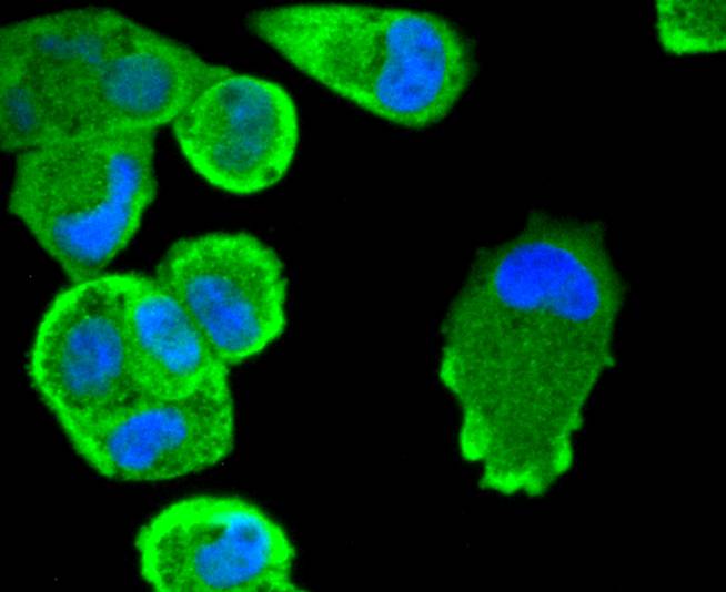 STAT3 Rabbit mAb