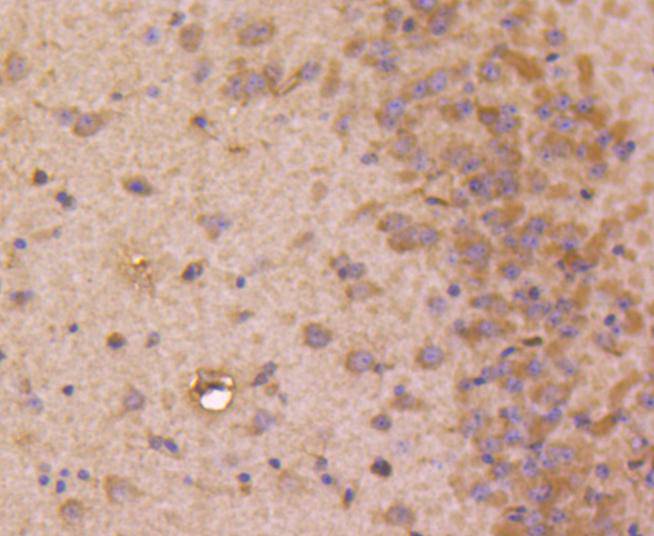 STAT3 Rabbit mAb