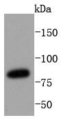 STAT3 Rabbit mAb