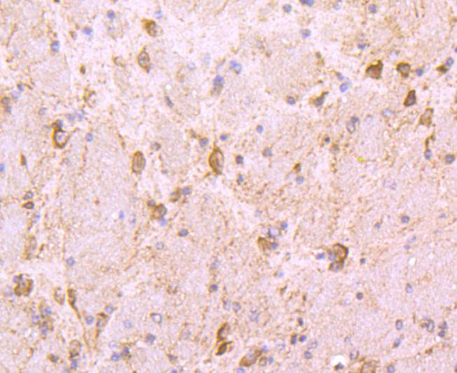 Hsp90 beta Rabbit mAb