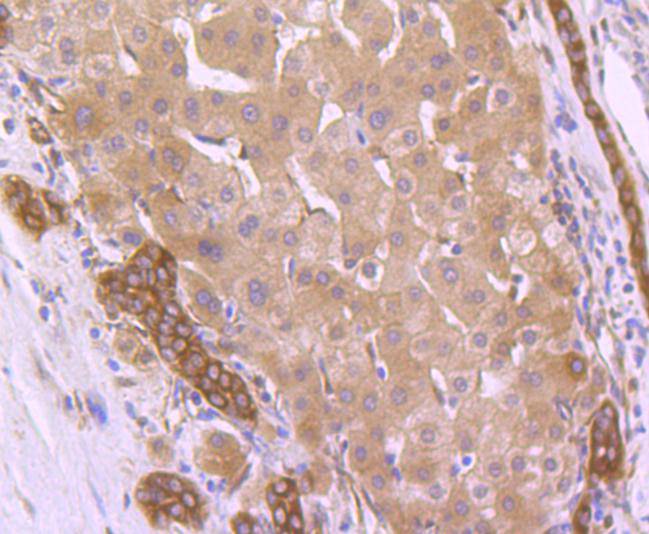 Hsp90 beta Rabbit mAb