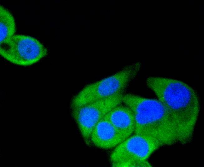 Hsp90 alpha Rabbit mAb