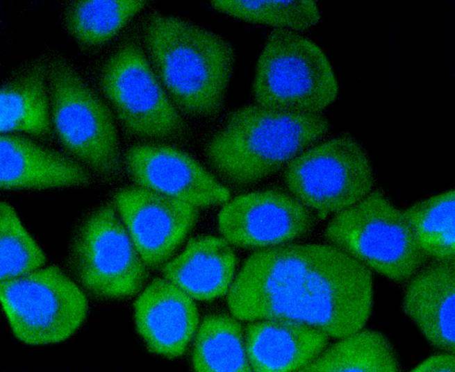 Hsp90 alpha Rabbit mAb