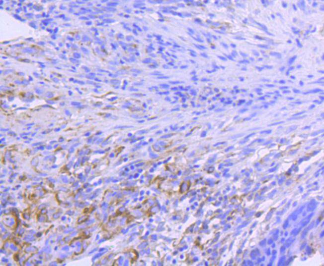 Hsp90 alpha Rabbit mAb