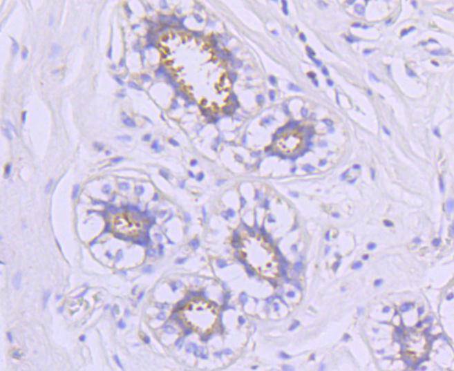 Hsp90 alpha Rabbit mAb