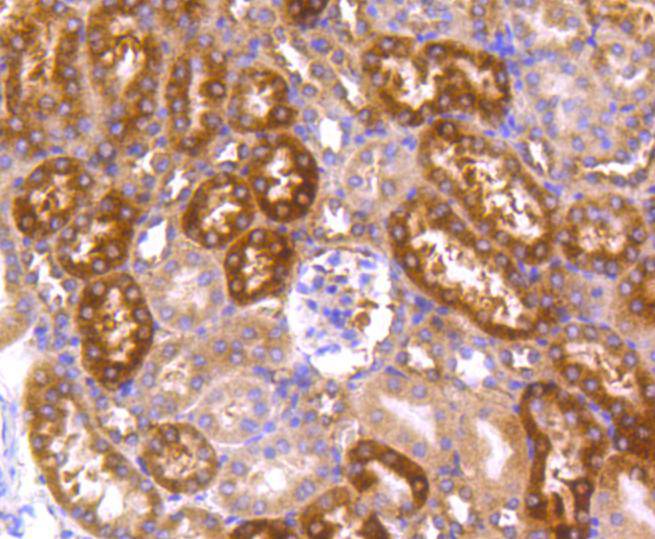 Hsp90 alpha Rabbit mAb