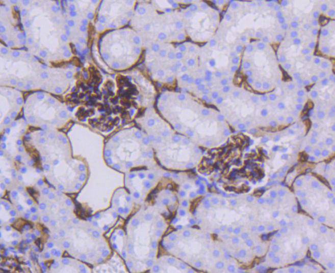 CD34 Rabbit mAb