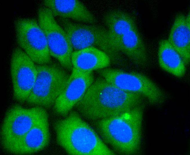 MCL1 Rabbit mAb