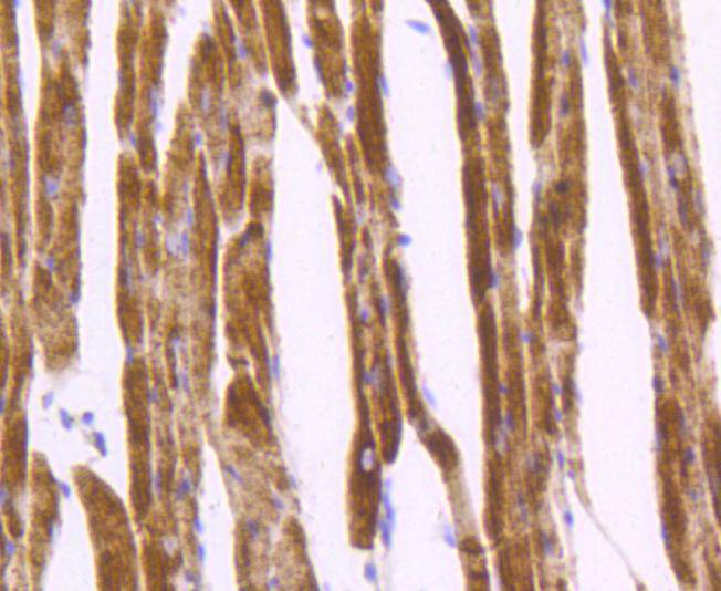 Desmin Rabbit mAb