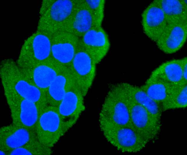 PI 3 Kinase catalytic subunit alpha Rabbit mAb