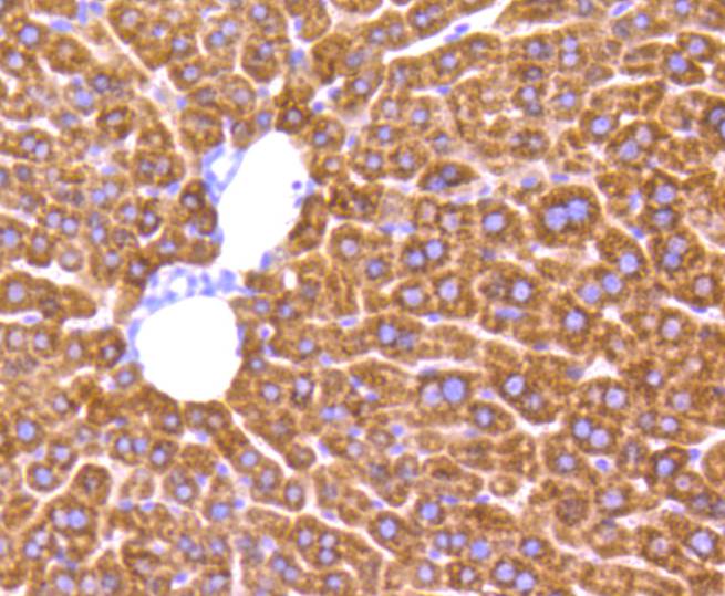 MMP2 Rabbit mAb