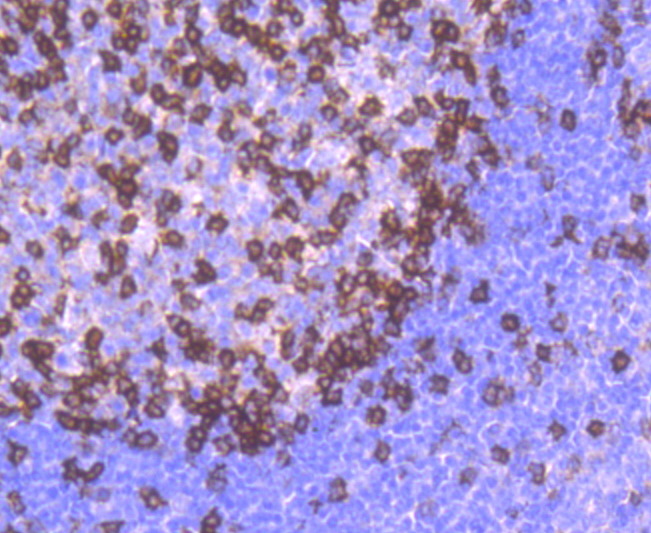 PD1 Rabbit mAb