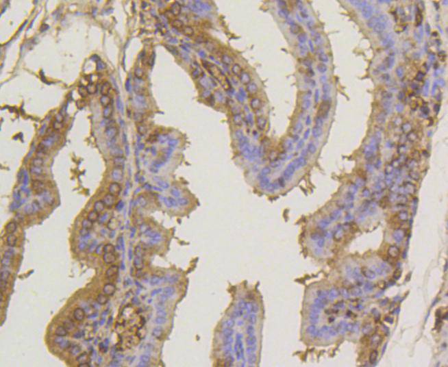 SUMO-1 Rabbit mAb