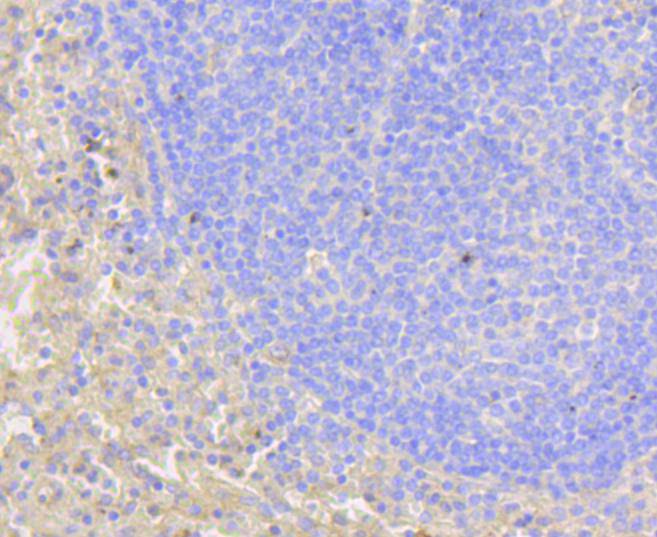 Notch 1 Rabbit mAb