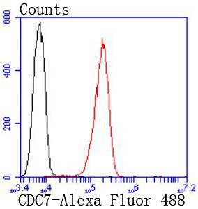 CDC7 Kinase Rabbit mAb