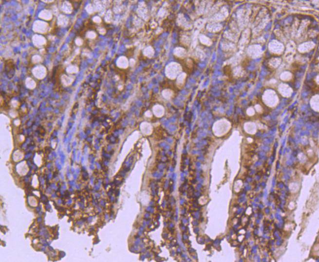 Apaf-1 Rabbit mAb