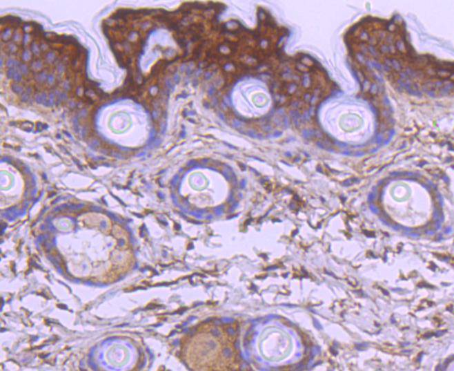 Apaf-1 Rabbit mAb