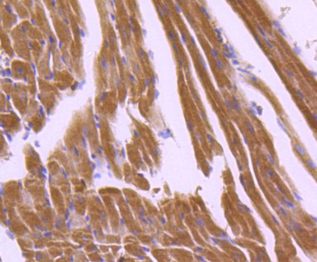 Apaf-1 Rabbit mAb