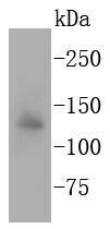 Apaf-1 Rabbit mAb