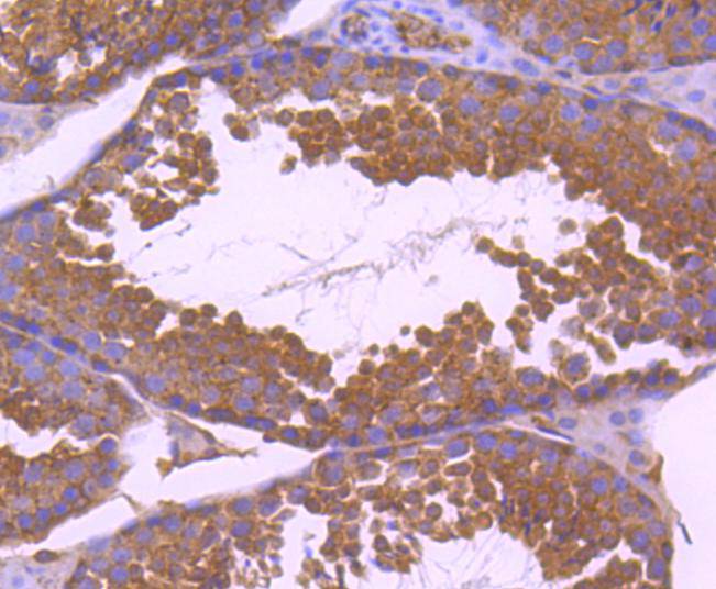 Paxillin Rabbit mAb