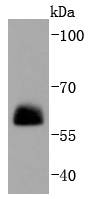 Paxillin Rabbit mAb