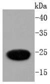 GFP Rabbit mAb