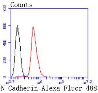 N Cadherin Rabbit mAb