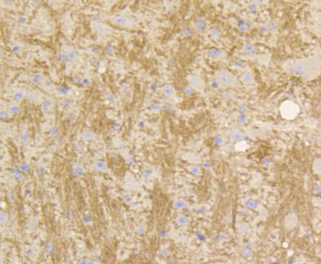 Stat3 Rabbit mAb