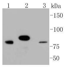 Stat3 Rabbit mAb