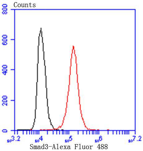 Smad3 Rabbit mAb