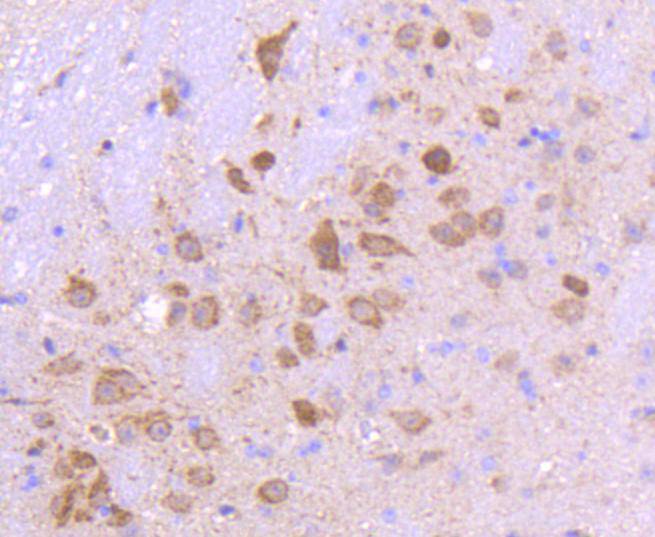 Smad3 Rabbit mAb