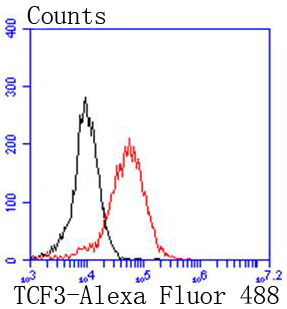 TCF3 Rabbit mAb