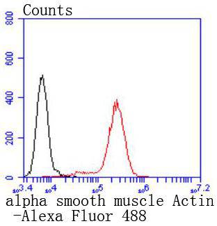 alpha smooth muscle Actin Rabbit mAb