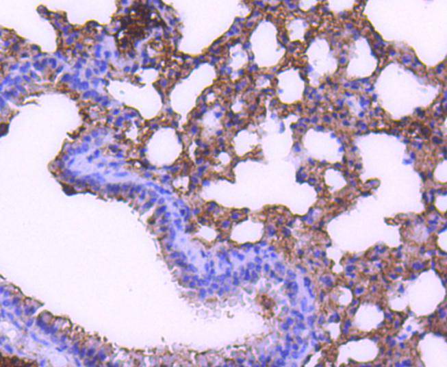 STAT6 Rabbit mAb