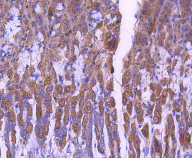 STAT6 Rabbit mAb